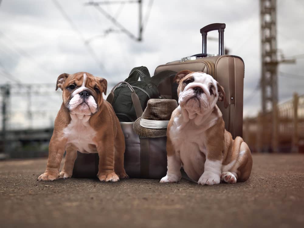 obedience and loyalty obedience and loyalty